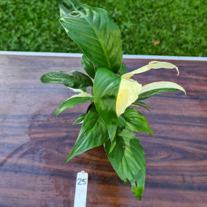 #25 Spathiphyllum 'Picasso'