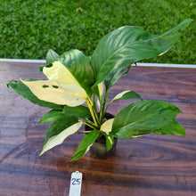 Load image into Gallery viewer, #25 Spathiphyllum &#39;Picasso&#39;