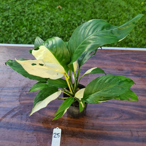 #25 Spathiphyllum 'Picasso'