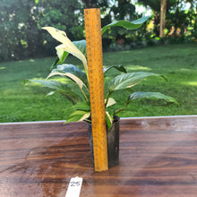 Load image into Gallery viewer, #25 Spathiphyllum &#39;Picasso&#39;