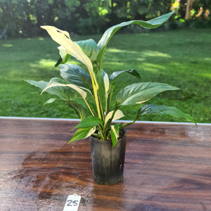 #25 Spathiphyllum 'Picasso'