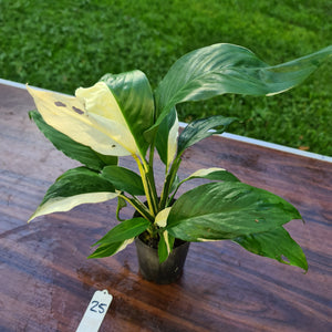 #25 Spathiphyllum 'Picasso'