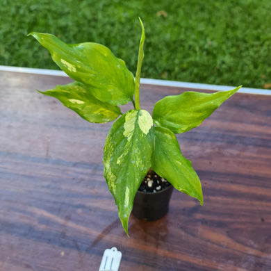 #11 Aglaonema Modestum Variegatum