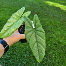 Load image into Gallery viewer, #151 Alocasia Corazon