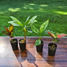 Load image into Gallery viewer, #104 AGLAONEMA PACKAGE - 4 x Plants