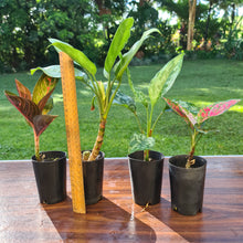 Load image into Gallery viewer, #104 AGLAONEMA PACKAGE - 4 x Plants