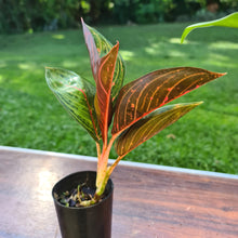 Load image into Gallery viewer, #104 AGLAONEMA PACKAGE - 4 x Plants