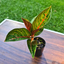 Load image into Gallery viewer, #104 AGLAONEMA PACKAGE - 4 x Plants