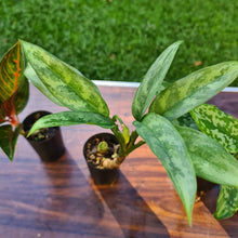 Load image into Gallery viewer, #104 AGLAONEMA PACKAGE - 4 x Plants