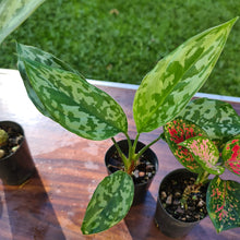 Load image into Gallery viewer, #104 AGLAONEMA PACKAGE - 4 x Plants