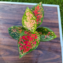 Load image into Gallery viewer, #104 AGLAONEMA PACKAGE - 4 x Plants