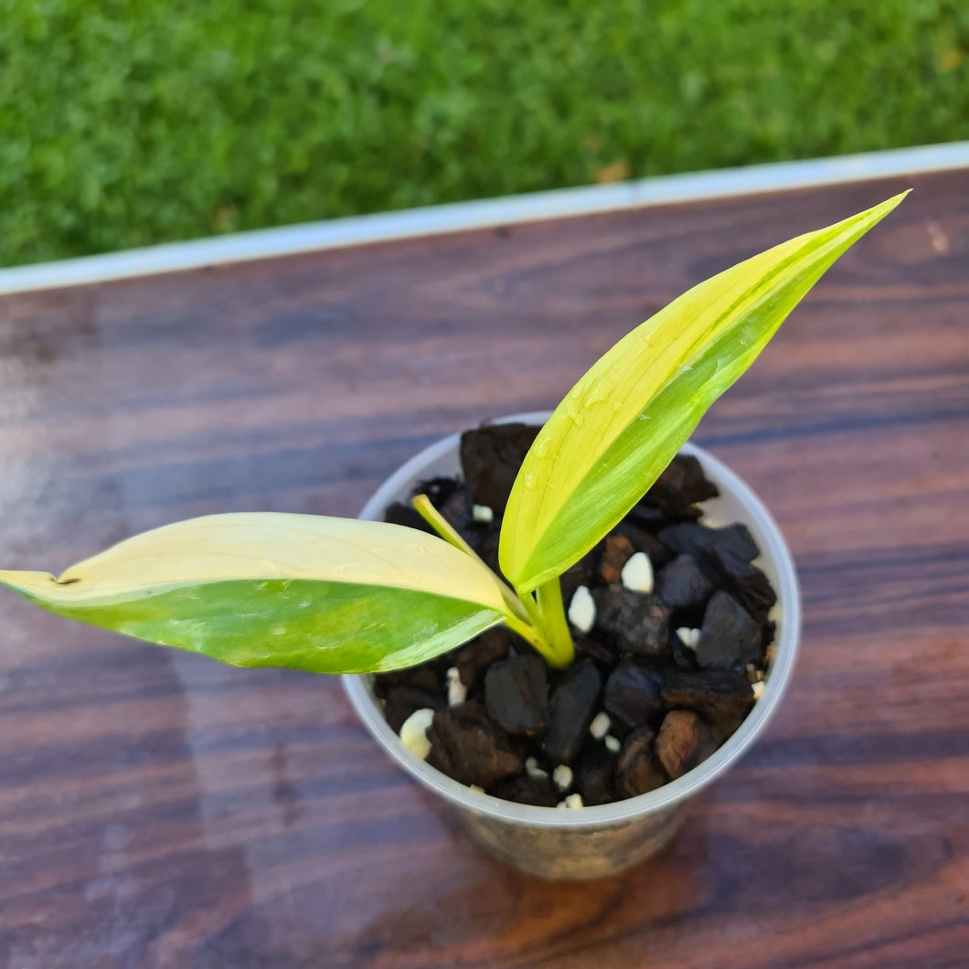 #40 Variegated Epipremnum Amplissimum - Rooted cutting