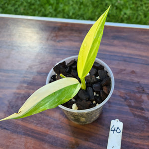 #40 Variegated Epipremnum Amplissimum - Rooted cutting