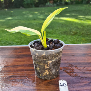 #40 Variegated Epipremnum Amplissimum - Rooted cutting