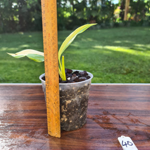 #40 Variegated Epipremnum Amplissimum - Rooted cutting