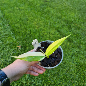 #40 Variegated Epipremnum Amplissimum - Rooted cutting