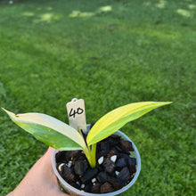 Load image into Gallery viewer, #40 Variegated Epipremnum Amplissimum - Rooted cutting