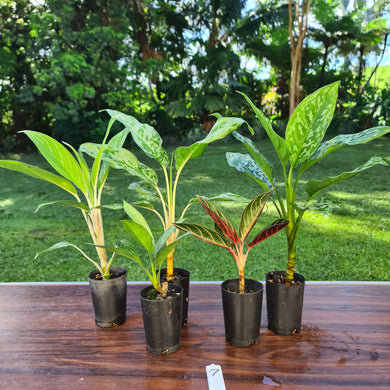 #7 AGLAONEMA PACKAGE - 5 x Plants