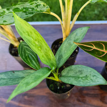 Load image into Gallery viewer, #7 AGLAONEMA PACKAGE - 5 x Plants