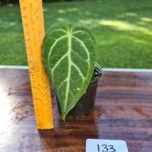Load image into Gallery viewer, #133 Anthurium Magnificum Hybrid x