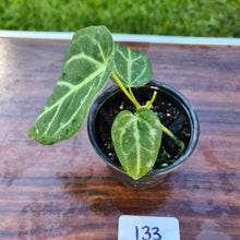 Load image into Gallery viewer, #133 Anthurium Magnificum Hybrid x