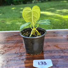 Load image into Gallery viewer, #133 Anthurium Magnificum Hybrid x