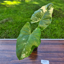 Load image into Gallery viewer, #150 Variegated Alocasia Macrorrhiza
