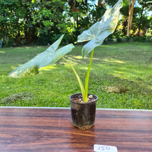 Load image into Gallery viewer, #150 Variegated Alocasia Macrorrhiza