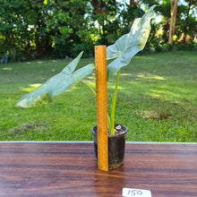 Load image into Gallery viewer, #150 Variegated Alocasia Macrorrhiza