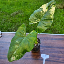 Load image into Gallery viewer, #150 Variegated Alocasia Macrorrhiza