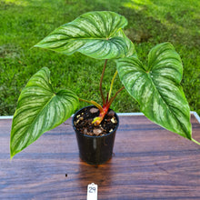 Load image into Gallery viewer, #29 Philodendron Mamei