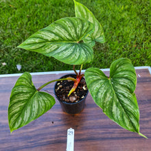 Load image into Gallery viewer, #29 Philodendron Mamei