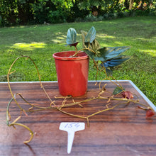 Load image into Gallery viewer, #154 Syngonium Erythrophyllum