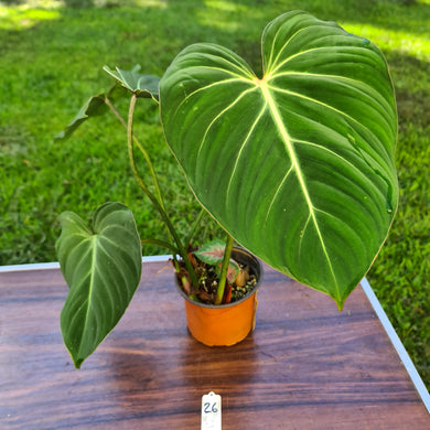 #26 Philodendron Gloriosum