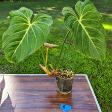 Load image into Gallery viewer, #6 Philodendron Gloriosum