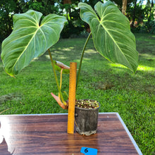 Load image into Gallery viewer, #6 Philodendron Gloriosum