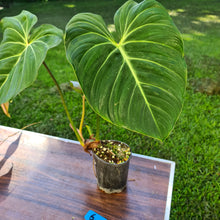 Load image into Gallery viewer, #6 Philodendron Gloriosum
