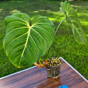 #6 Philodendron Gloriosum