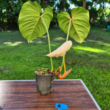 Load image into Gallery viewer, #6 Philodendron Gloriosum