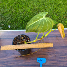 Load image into Gallery viewer, #101 Philodendron Glorious (Melanochrysum x Gloriosum)