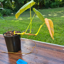 Load image into Gallery viewer, #101 Philodendron Glorious (Melanochrysum x Gloriosum)