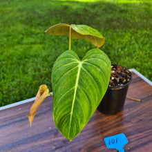 Load image into Gallery viewer, #101 Philodendron Glorious (Melanochrysum x Gloriosum)