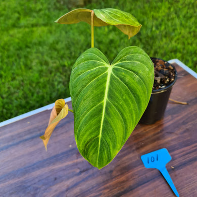 #101 Philodendron Glorious (Melanochrysum x Gloriosum)