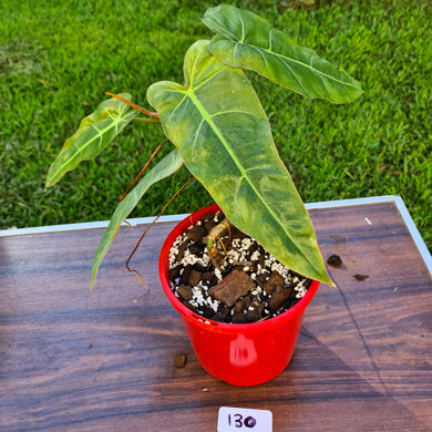 #130 Philodendron Maximum