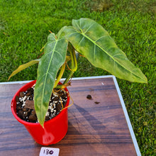 Load image into Gallery viewer, #130 Philodendron Maximum
