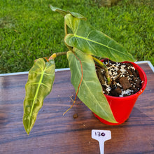 Load image into Gallery viewer, #130 Philodendron Maximum