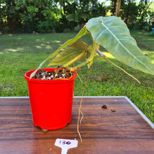 Load image into Gallery viewer, #130 Philodendron Maximum