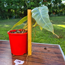 Load image into Gallery viewer, #130 Philodendron Maximum