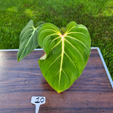#10 Philodendron Gloriosum