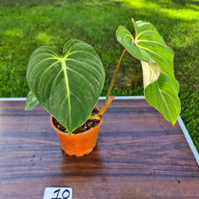 Load image into Gallery viewer, #10 Philodendron Gloriosum